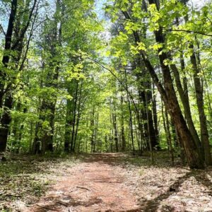 Dancing with the Trees: Ecstatic Dance with TreeJ